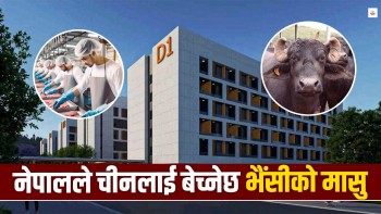 चीनलाई भैंसीको मासु बेच्न २७ अर्बको फ्याक्ट्री खुल्दै
