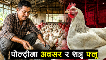 बर्ड फ्लु झेल्दै आत्मनिर्भर बनेको पोल्ट्री व्यवसाय