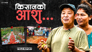 गोलभेँडाको भाउले दियो धोका, ऋणमा डुबेका किसानको कथा