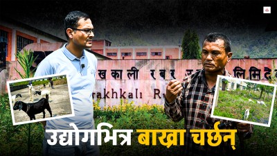 नेपाली टायरको त्यो शान, यो हविगत