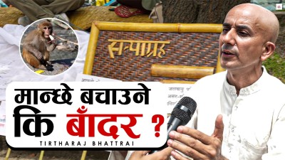'बाँदरका कारण गाउँमा मान्छे सक्किसके, हामी अपजस खेपेर बस्नुपरेको छ'