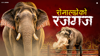 रोनाल्डोको दुःखान्त : धुर्वेलाई जितेर राज गर्‍यो, करेन्टलाई जित्न सकेन