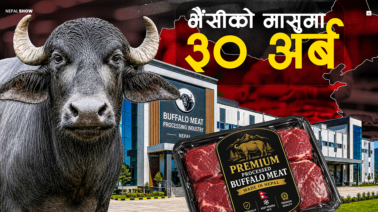 भैंसीको मासु चीन लैजान खुल्दैछन् ठूला ३ उद्योग 